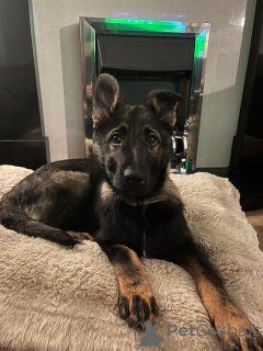 Foto №1. deutscher schäferhund - zum Verkauf in der Stadt Arizona | 484€ | Ankündigung № 159458