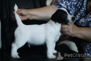 Foto №1. jack russell terrier - zum Verkauf in der Stadt St. Petersburg | verhandelt | Ankündigung № 26902