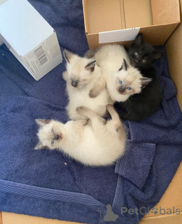 Foto №1. birma-katze - zum Verkauf in der Stadt Rüdersdorf | 350€ | Ankündigung № 147331