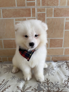 Foto №3. Samoyed Welpen zur Adoption. Australien
