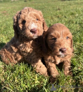 Foto №1. golden retriever - zum Verkauf in der Stadt Algeremiten | 350€ | Ankündigung № 171431