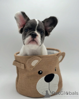 Foto №2 zu Ankündigung № 150642 zu verkaufen französische bulldogge - einkaufen Deutschland aus dem tierheim, züchter