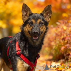 Foto №1. mischlingshund - zum Verkauf in der Stadt Moskwa | Frei | Ankündigung № 156933