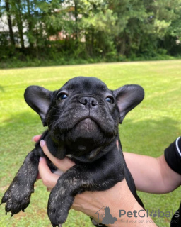 Foto №3. Wunderschöne reinrassige französische Bulldoggenwelpen. Deutschland