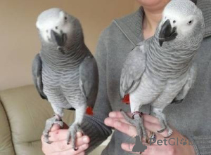 Foto №2 zu Ankündigung № 157975 zu verkaufen  - einkaufen Dänemark 