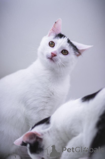 Foto №2 zu Ankündigung № 155316 zu verkaufen  - einkaufen Russische Föderation quotient 	ankündigung