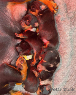 Foto №4. Ich werde verkaufen dackel in der Stadt Christchurch. züchter - preis - 1453€