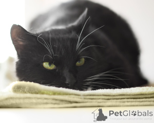 Foto №1.  - zum Verkauf in der Stadt Minsk | Frei | Ankündigung № 162272