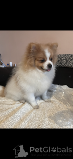 Foto №1. german spitz, pommersche spitz - zum Verkauf in der Stadt Paris | 1450€ | Ankündigung № 164537