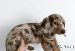 Foto №2 zu Ankündigung № 129149 zu verkaufen dackel - einkaufen Finnland züchter