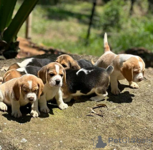 Foto №2 zu Ankündigung № 132137 zu verkaufen beagle - einkaufen Ungarn quotient 	ankündigung