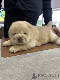 Foto №3. Schöne, kräftige, bei KC registrierte Welpen. Deutschland