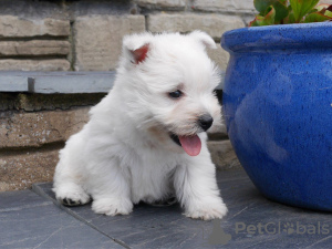 Foto №2 zu Ankündigung № 36074 zu verkaufen west highland white terrier - einkaufen Litauen quotient 	ankündigung