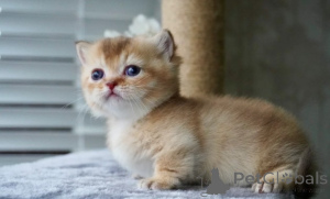 Foto №2 zu Ankündigung № 161176 zu verkaufen munchkin - einkaufen Deutschland züchter