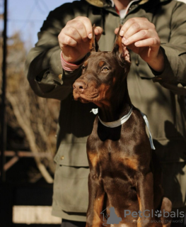 Zusätzliche Fotos: Dobermann-Welpen zu verkaufen