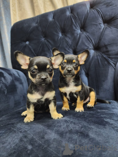 Foto №1. chihuahua - zum Verkauf in der Stadt Düsseldorf | Frei | Ankündigung № 161279