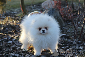 Zusätzliche Fotos: Weiße und cremefarbene Welpen LULU Pomeranian