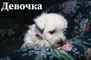 Foto №2 zu Ankündigung № 5688 zu verkaufen west highland white terrier - einkaufen Ukraine quotient 	ankündigung