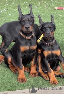Foto №1. dobermann - zum Verkauf in der Stadt Aarhus | 750€ | Ankündigung № 173503