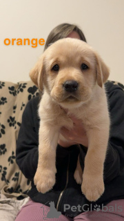 Zusätzliche Fotos: Wunderschöne Golden Labrador-Welpen (vollständig geimpft)