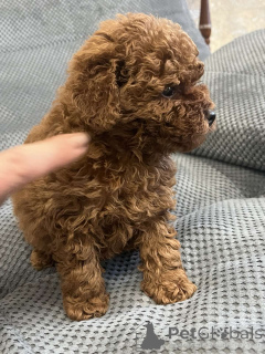 Foto №4. Ich werde verkaufen pudel (toy) in der Stadt Kiew. quotient 	ankündigung, vom kindergarten, züchter - preis - 1800€