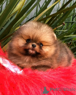 Foto №3. Teacup Pomeranian Welpen Zur Adoption. Deutschland