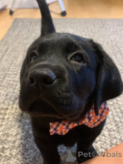 Foto №1. labrador retriever - zum Verkauf in der Stadt Alavus | 630€ | Ankündigung № 169104