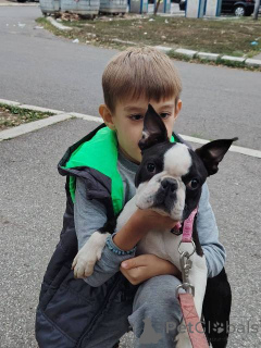 Foto №1. boston terrier - zum Verkauf in der Stadt Belgrad | verhandelt | Ankündigung № 172762