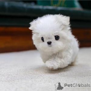 Foto №3. Szczenięta maltańczyków miniaturowych do adopcji.. Polen