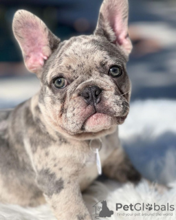 Foto №3. Süße französische Bulldogge Welpen. Deutschland