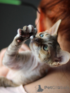 Foto №3. Clevere Devon Rex Kittens, intelligente Spielkameraden für engagierte Besitzer. Deutschland