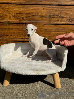 Foto №3. Whippet puppies. Serbien