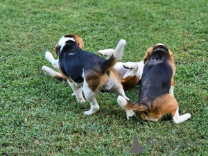 Foto №2 zu Ankündigung № 161138 zu verkaufen  - einkaufen Deutschland 