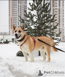 Foto №2 zu Ankündigung № 33056 zu verkaufen mischlingshund - einkaufen Russische Föderation quotient 	ankündigung