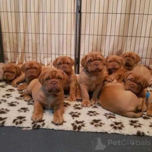 Foto №1. dogue de bordeaux - zum Verkauf in der Stadt Alaska | 484€ | Ankündigung № 174504