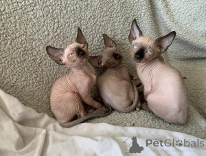 Foto №1. sphynx-katze - zum Verkauf in der Stadt Ismaning | 350€ | Ankündigung № 173929