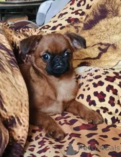 Foto №2 zu Ankündigung № 165024 zu verkaufen petit brabançon - einkaufen Russische Föderation quotient 	ankündigung