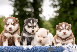 Foto №1. siberian husky - zum Verkauf in der Stadt Lüttich | Frei | Ankündigung № 177524