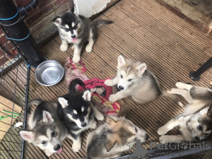 Foto №1. alaskan malamute - zum Verkauf in der Stadt Essen | Frei | Ankündigung № 126350