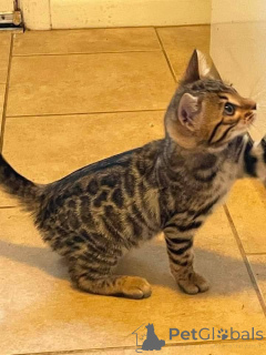 Foto №1. bengal katzenrasse - zum Verkauf in der Stadt Helsinki | Frei | Ankündigung № 164927