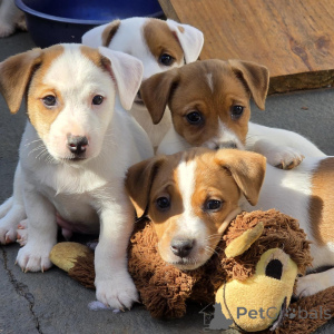 Foto №2 zu Ankündigung № 172825 zu verkaufen jack russell terrier - einkaufen Tschechische Republik züchter