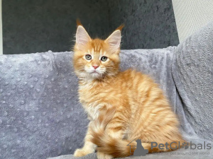 Foto №3. Mainecoon-Kätzchen zur kostenlosen Adoption. Deutschland