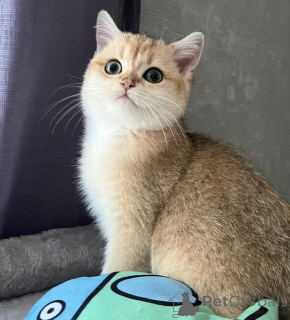 Foto №1. britisch kurzhaar - zum Verkauf in der Stadt Динслакен | 900€ | Ankündigung № 143571