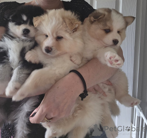 Foto №3. Taivaallisia Pomskyn pentuja. Finnland