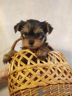 Foto №2 zu Ankündigung № 73047 zu verkaufen biewer terrier, yorkshire terrier - einkaufen Litauen quotient 	ankündigung, vom kindergarten, züchter