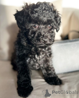 Foto №2 zu Ankündigung № 142826 zu verkaufen pudel (royal), pudel (toy) - einkaufen Deutschland quotient 	ankündigung