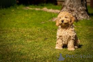 Foto №3. Labradoodle Welpen zu verkaufen. Luxemburg