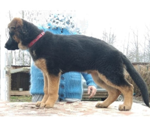 Foto №4. Ich werde verkaufen deutscher schäferhund in der Stadt Moskau. quotient 	ankündigung - preis - 721€