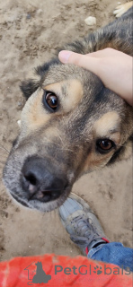 Foto №4. Ich werde verkaufen mischlingshund in der Stadt Москва.  - preis - Frei