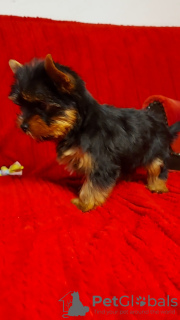 Zusätzliche Fotos: Yorkshire Terrier Welpen zu verkaufen